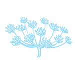 fennel